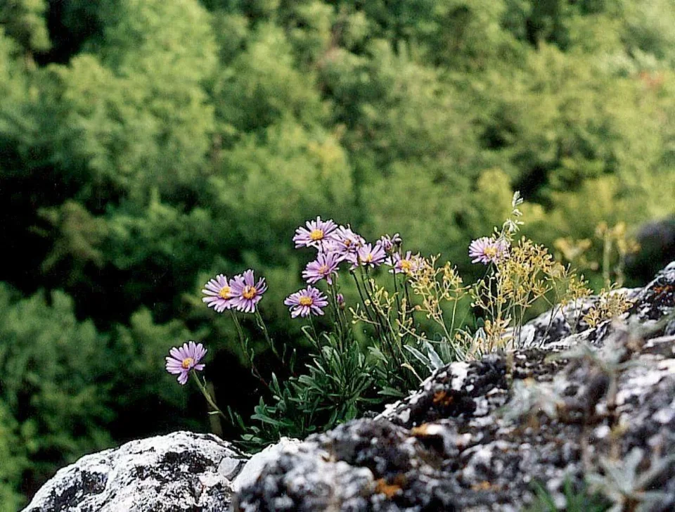 Aster alpejski
