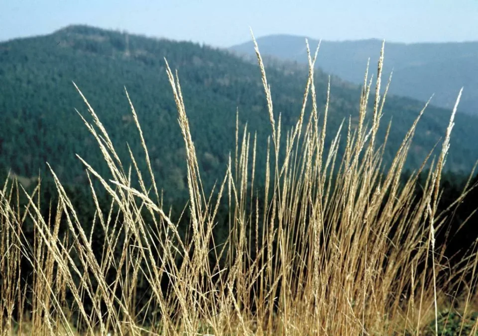 Beskidy