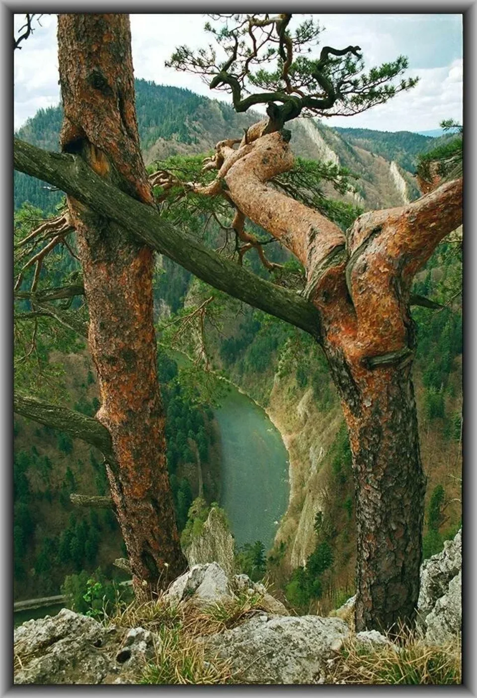 Pieniny. Na Sokolicy