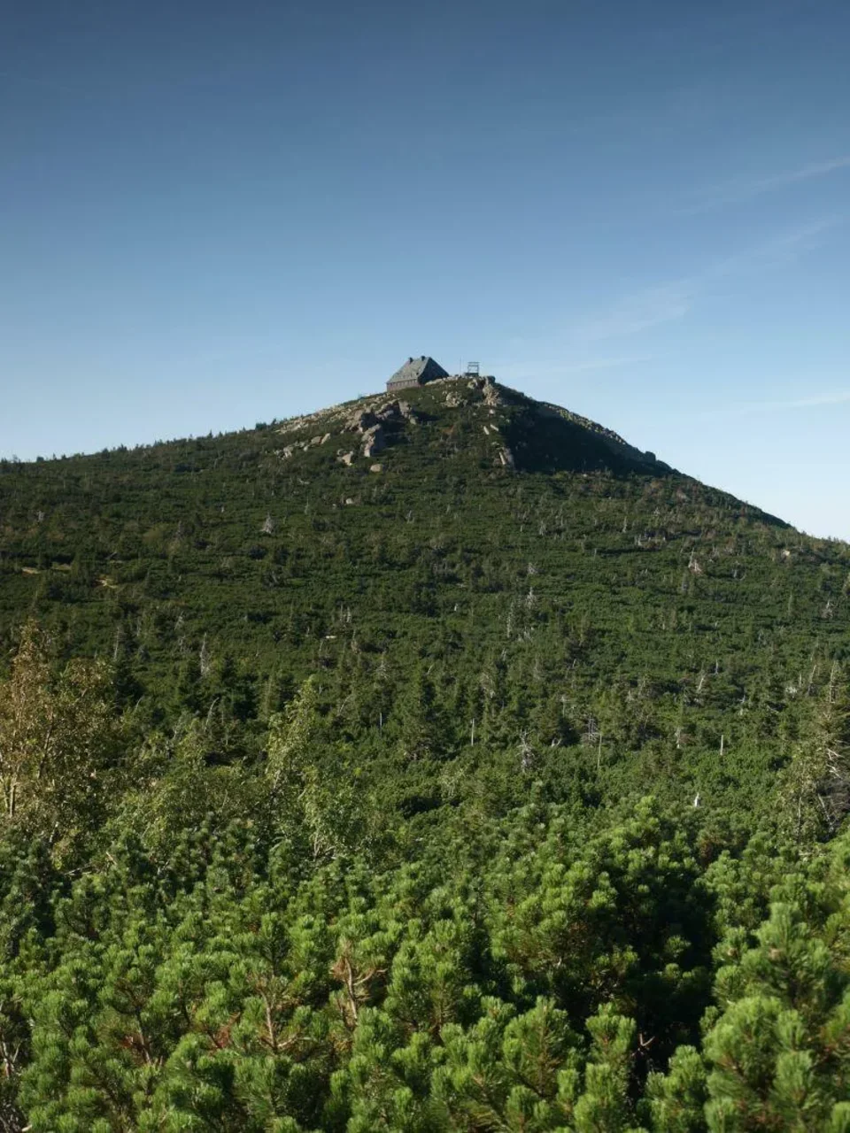 Szrenica