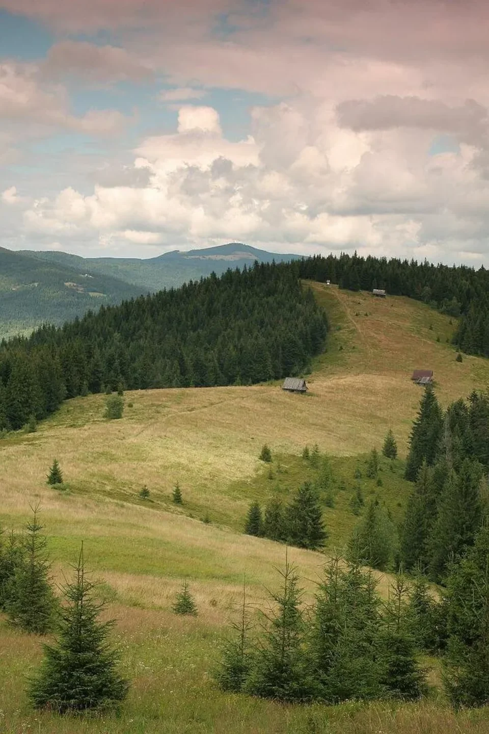 Polana Podskały - Gorce