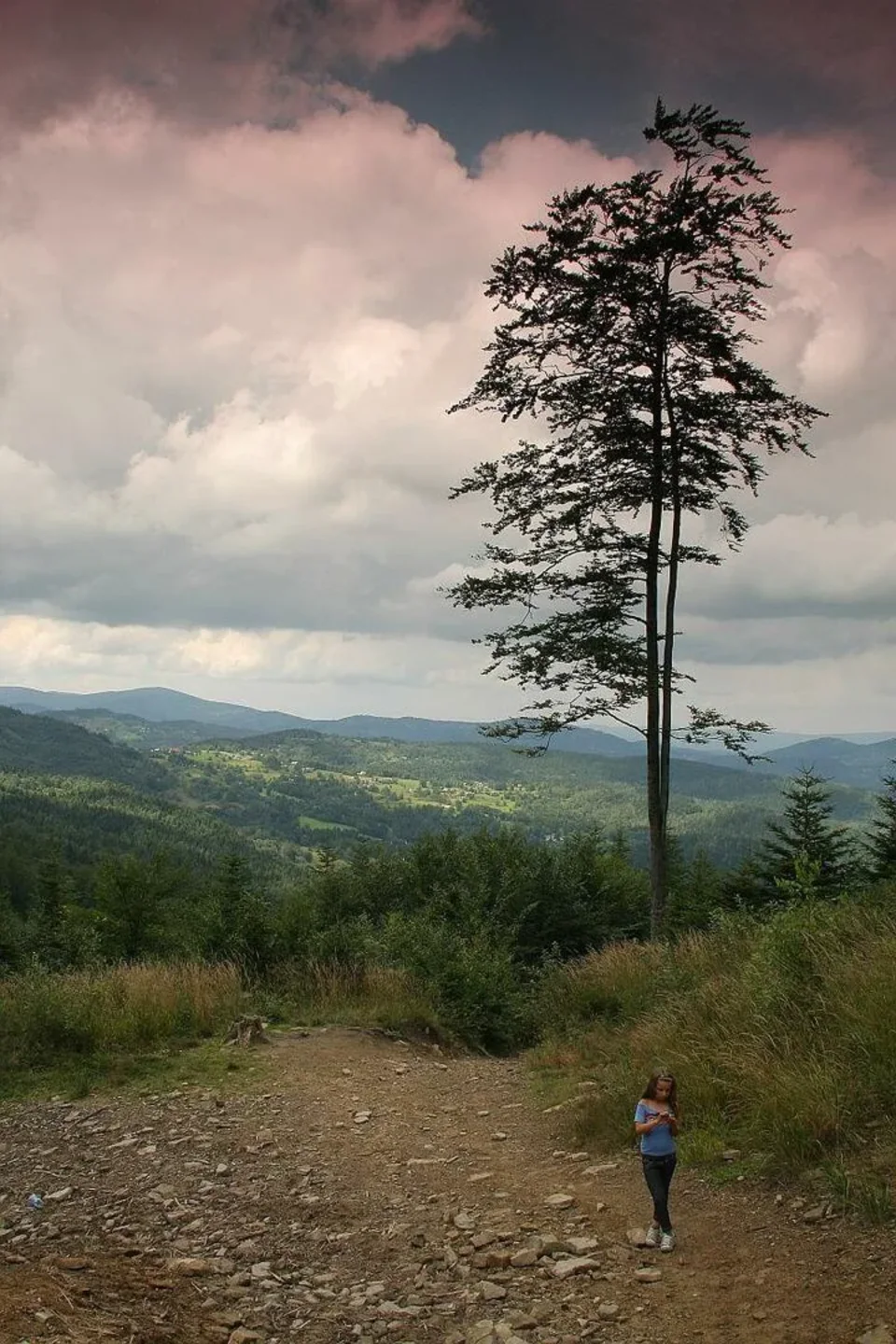 Drzewo w drodze na Halę Krupową - Beskid Żywiecki