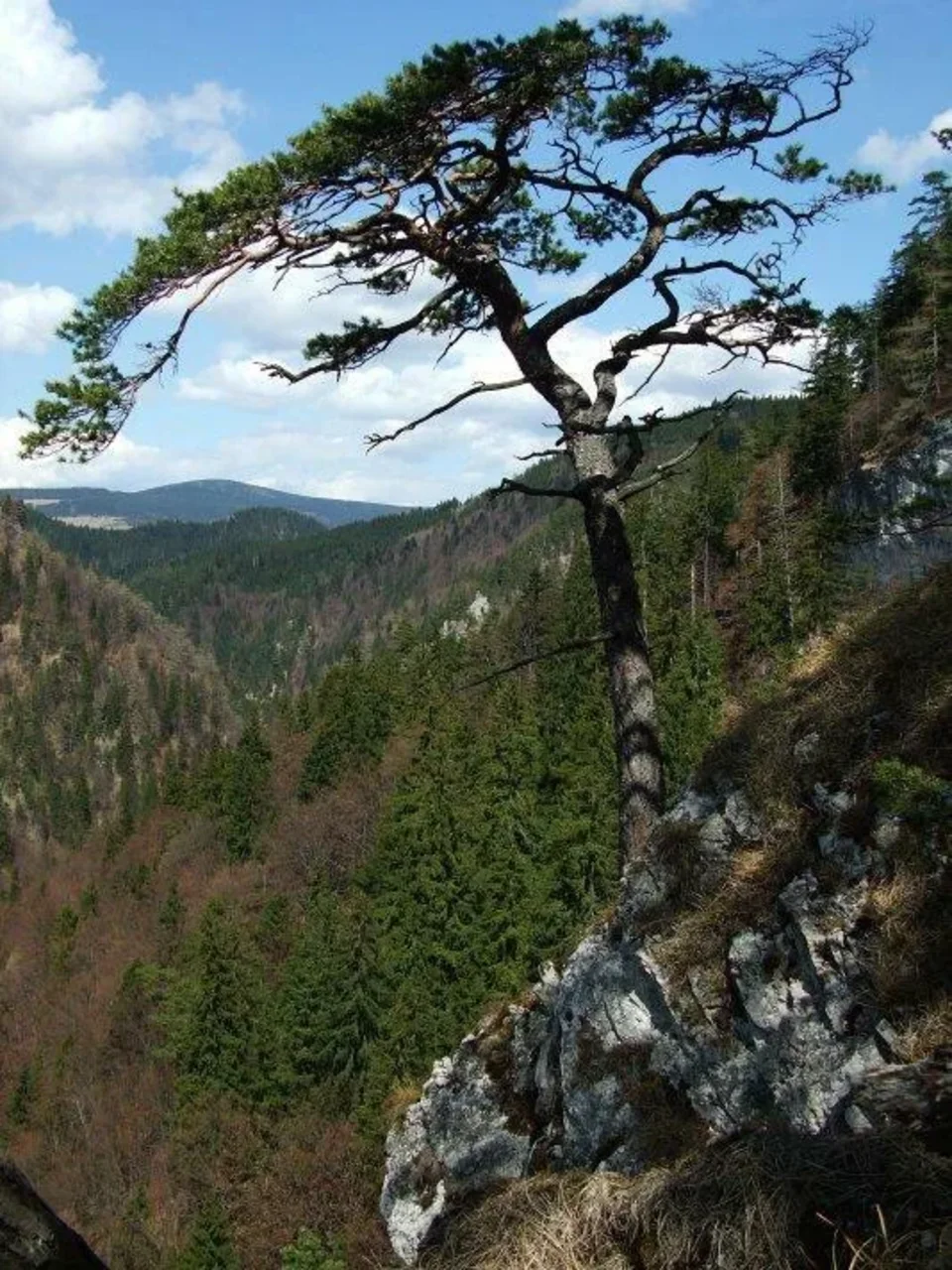 Kvacianska dolina pod Kvacianskym Ostrym vrchom