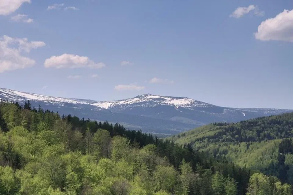 Szrenica