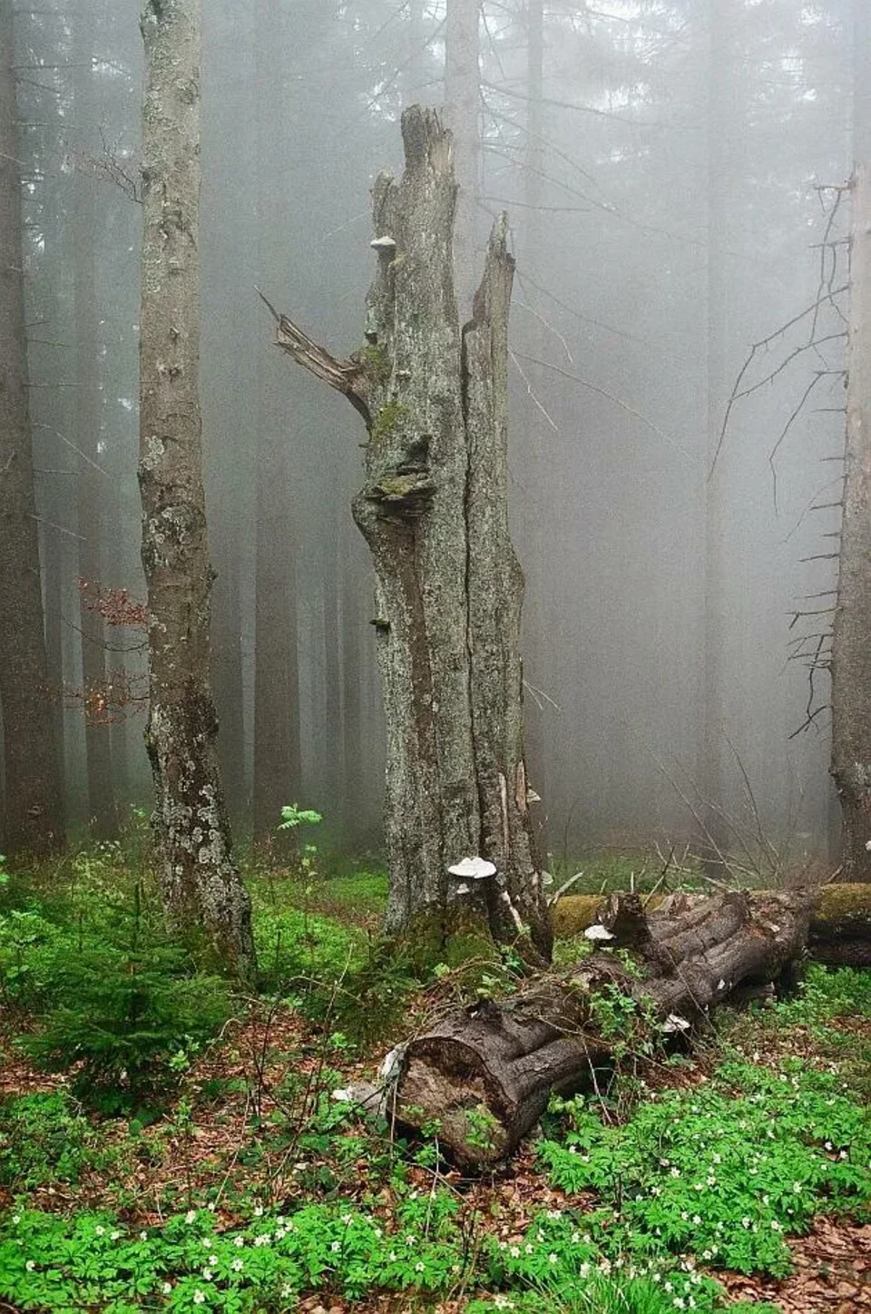Beskid Żywiecki. Las we mgle