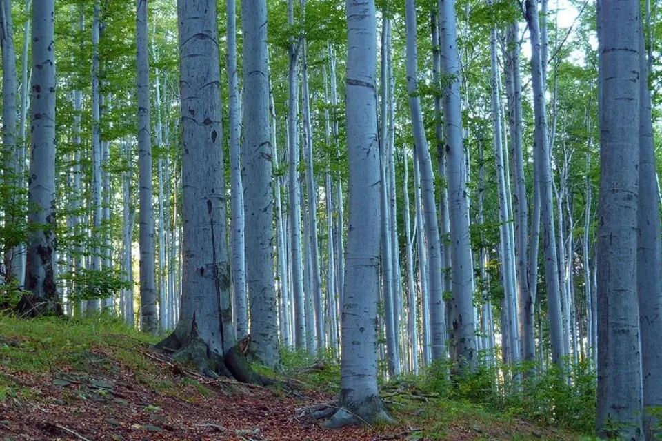 Beskid Śląski. Buczyna karpacka