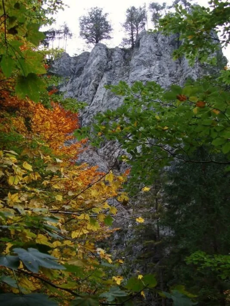 V Borovianskej tiesnave