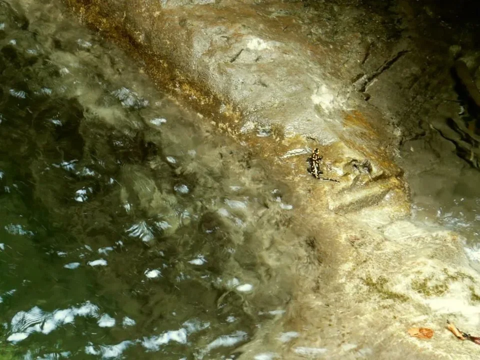 Salamandra v Misovom vodopade