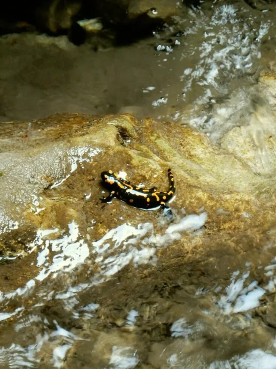 Salamandra v Misovom vodopade