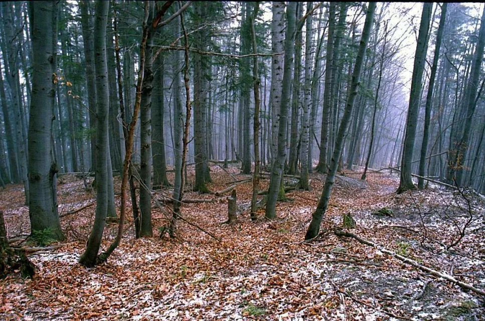 Impresja przyroda