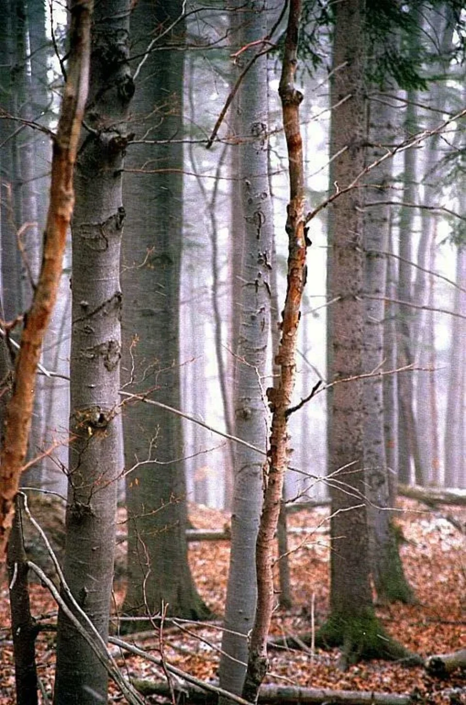 Impresja przyroda