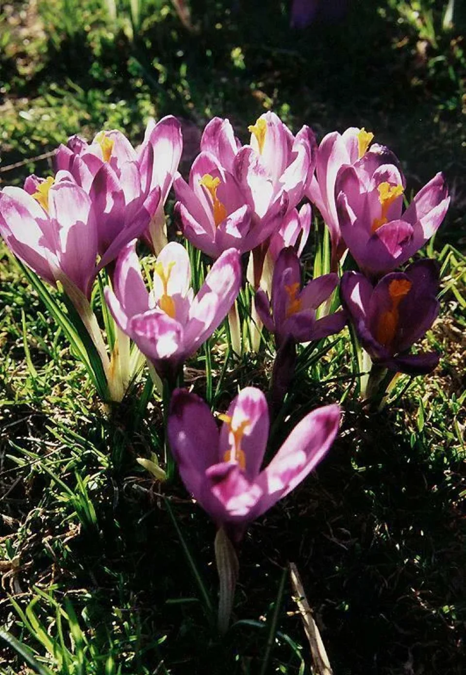 Krokusy
