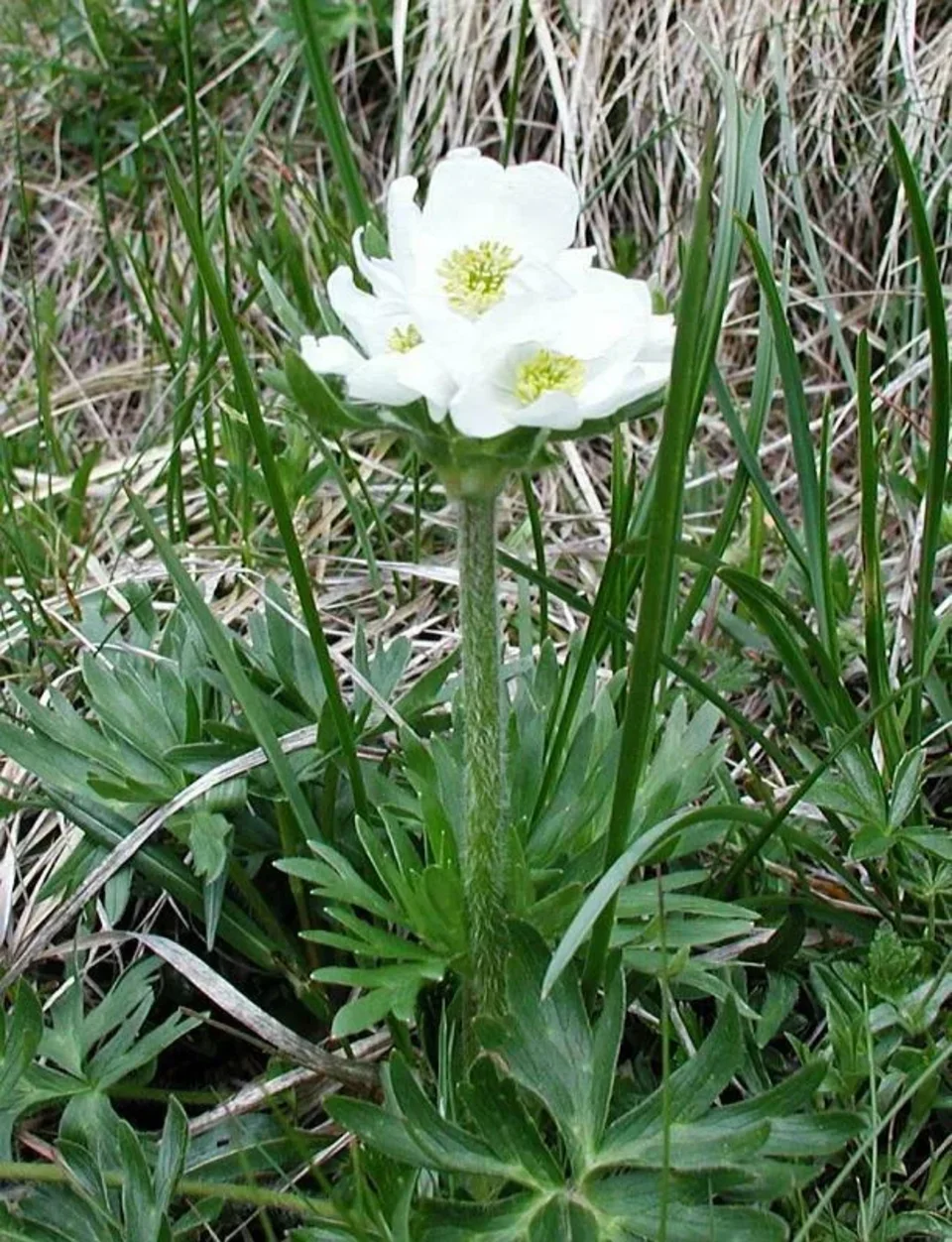 Przyroda