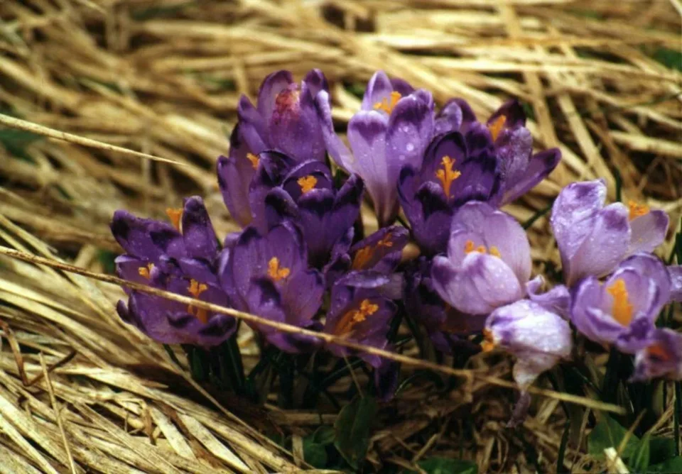 Krokusy
