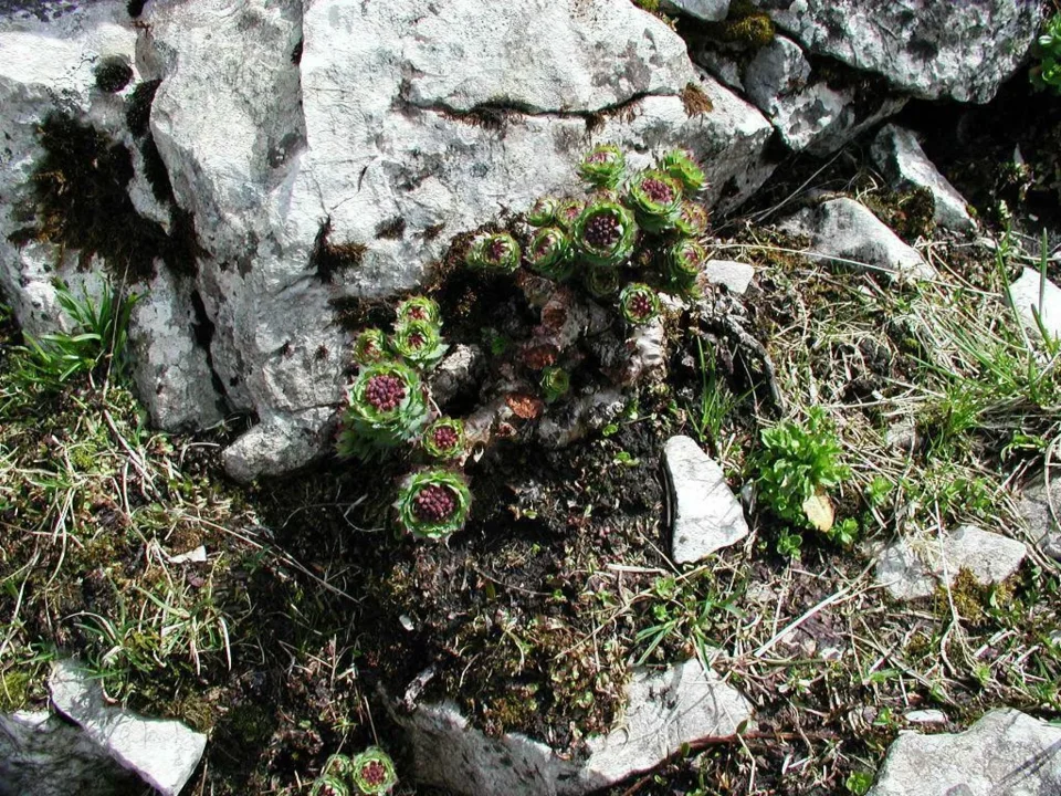 Przyroda