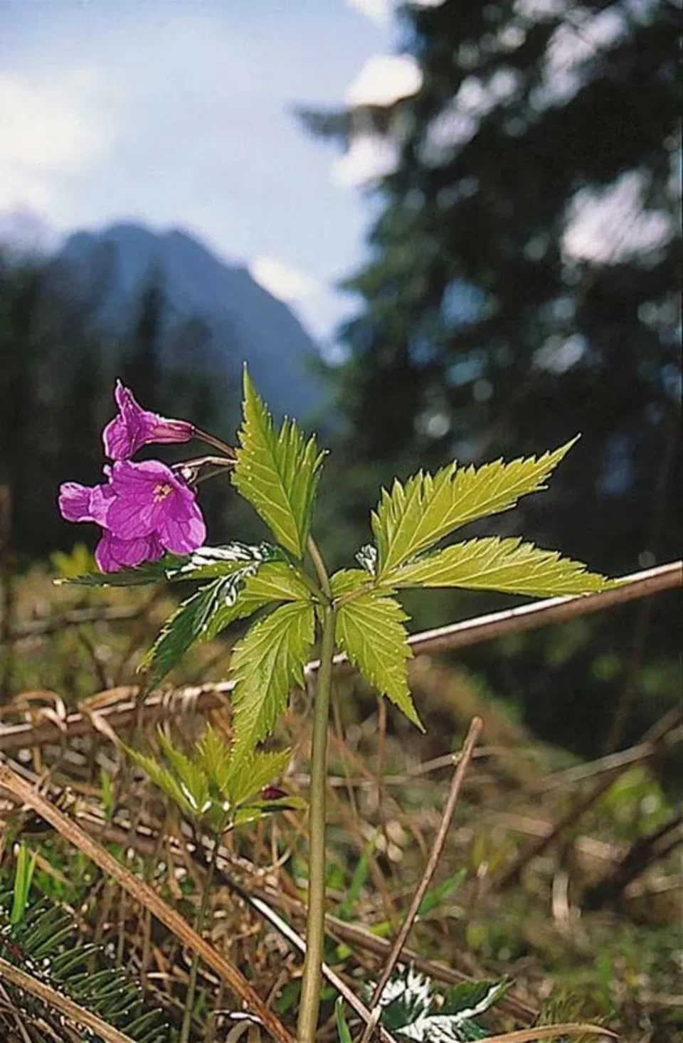 Dolina Strążyska z żywcem gruczołowatym i widokiem na Giewont