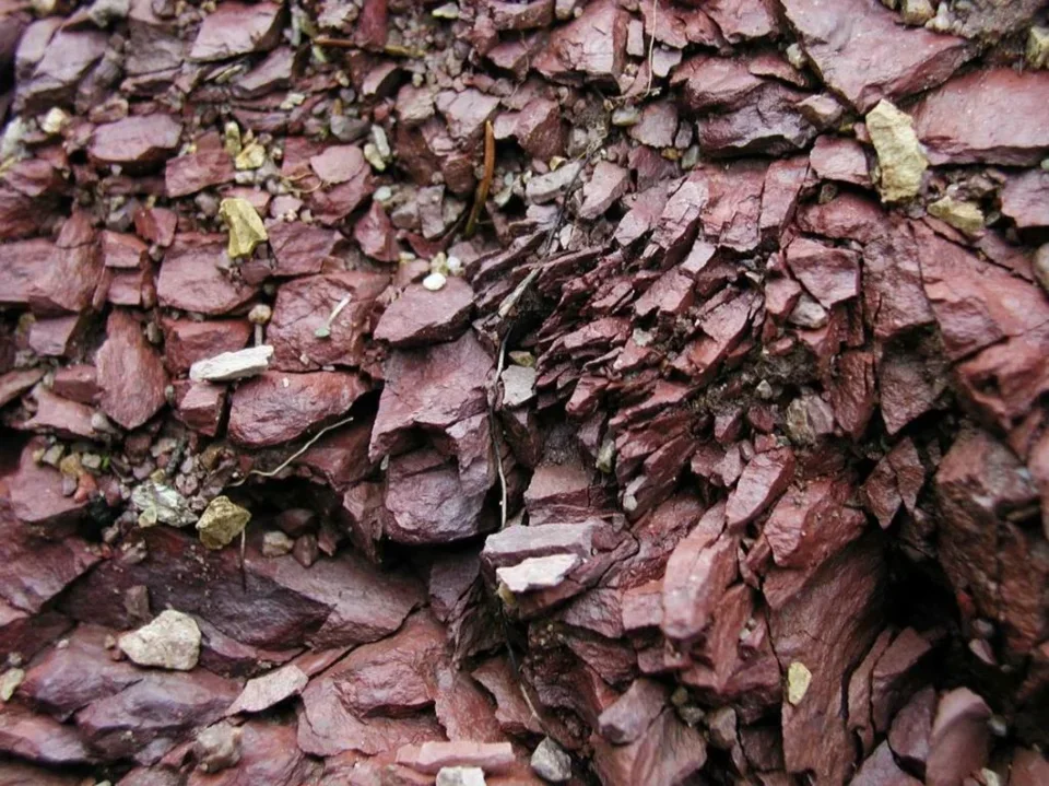 Przyroda