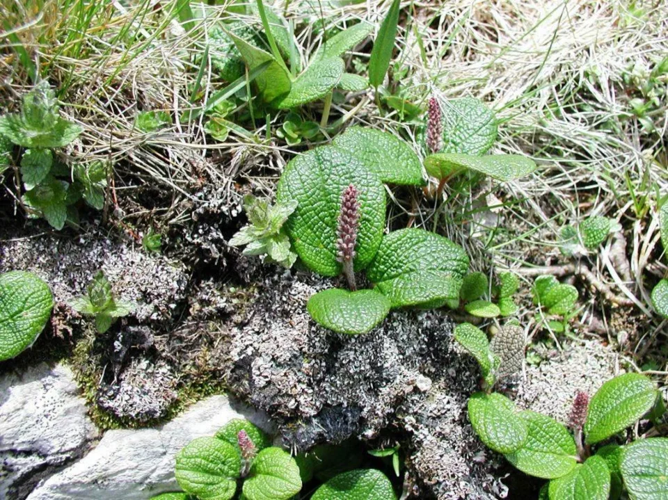 Przyroda