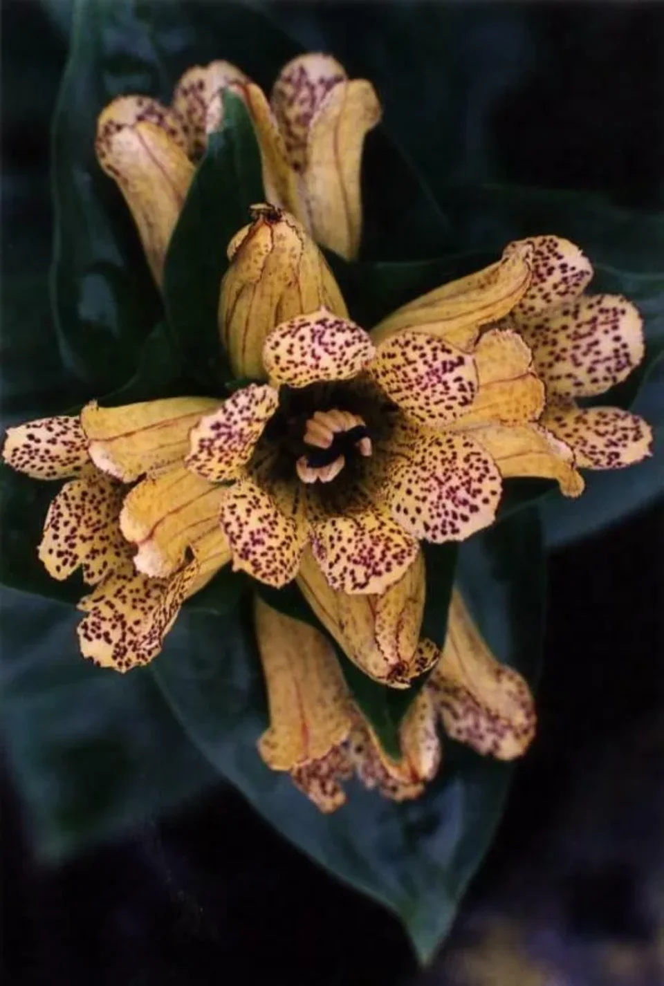 Goryczka kropkowana