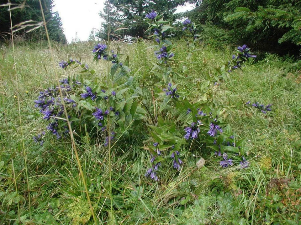 Przyroda