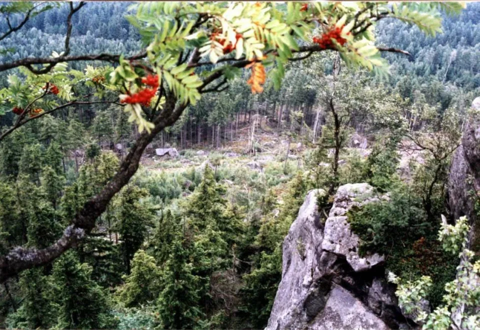 Jarzębina
