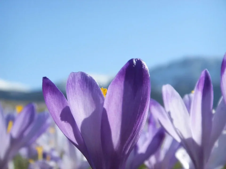 Krokus na Lipkach