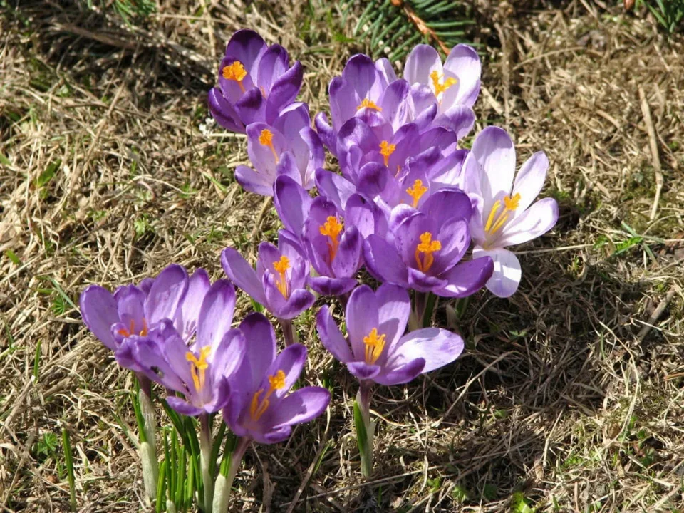 krokusy w Chochołowskiej