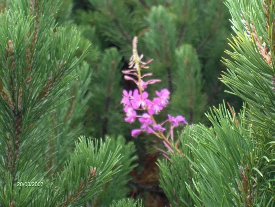 wierzbówka kiprzyca (Epilobium angustifolium)