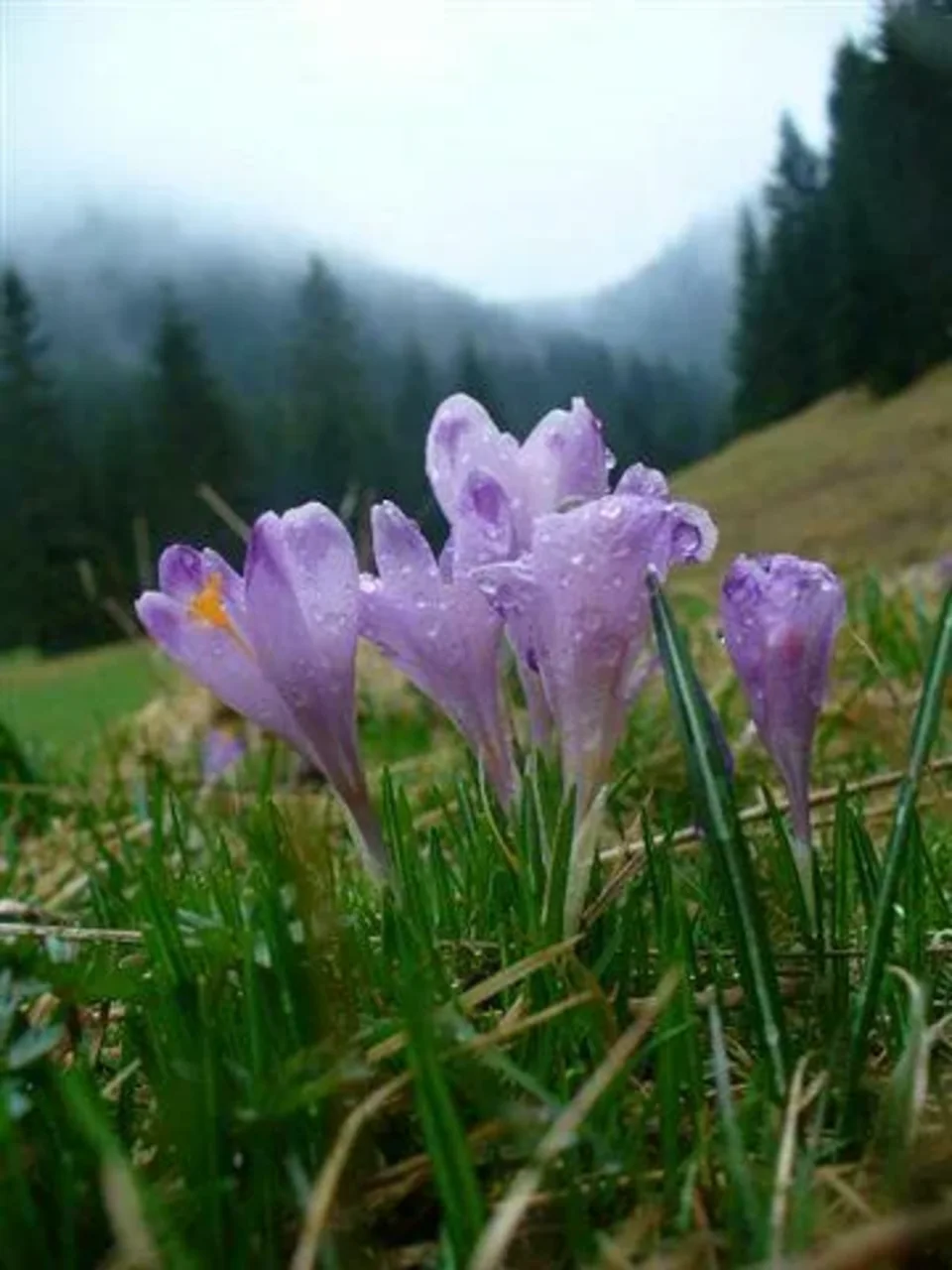 krokusy