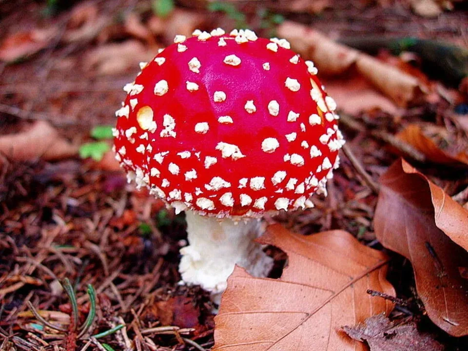 Urokliwy muchomorek z Lasu Białego