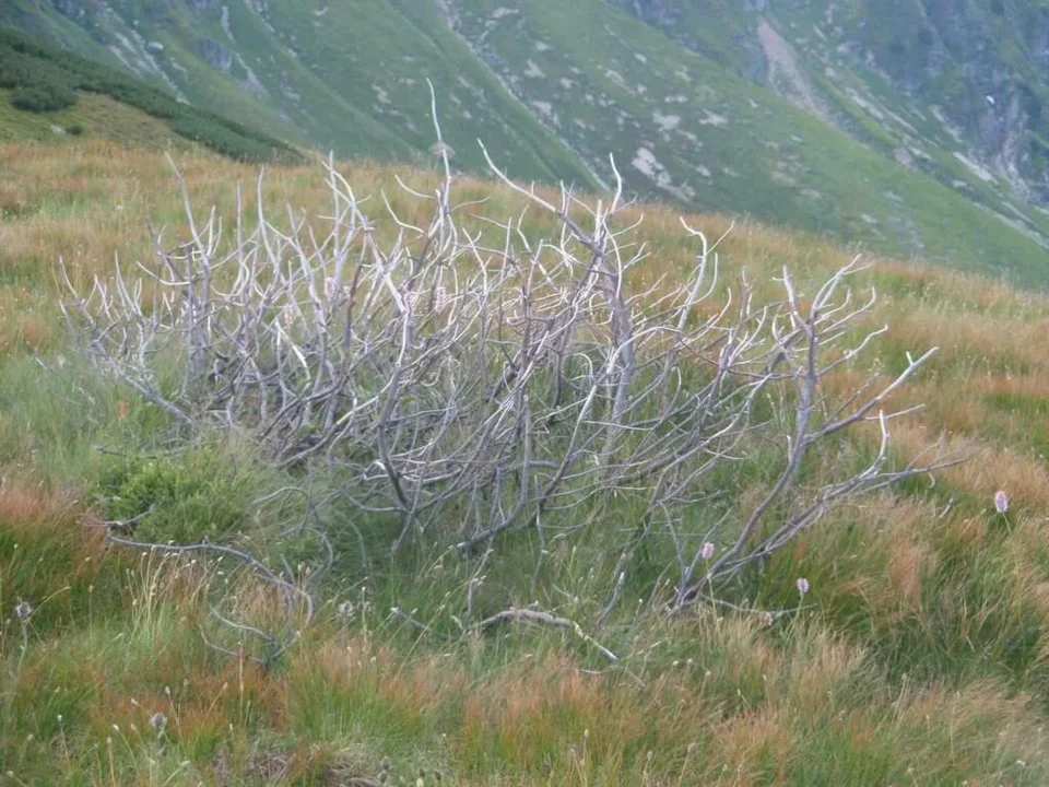 Suchy krzew (mojżeszowy?)
