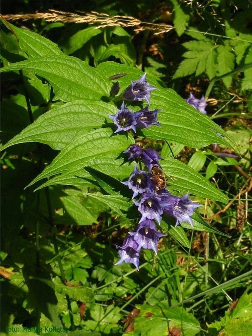 Goryczka