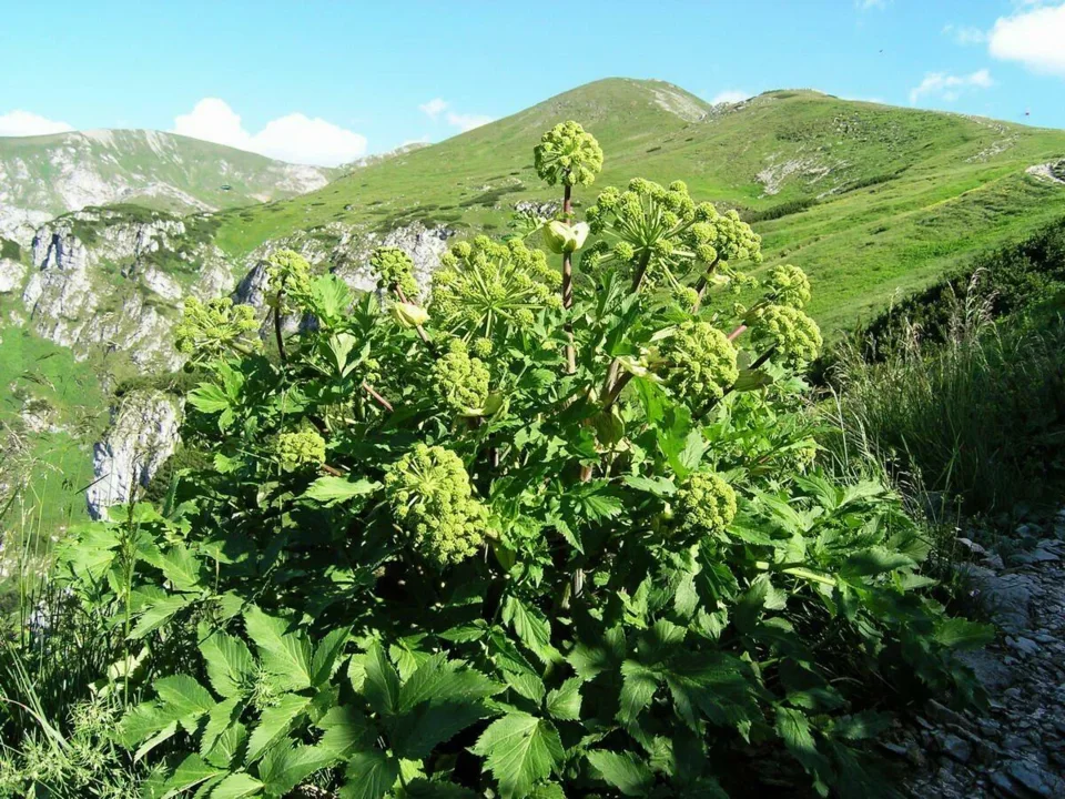 Roslinka