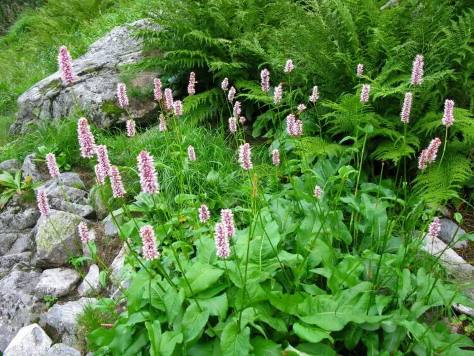 Rdest Wężownik Polygonum bistorta