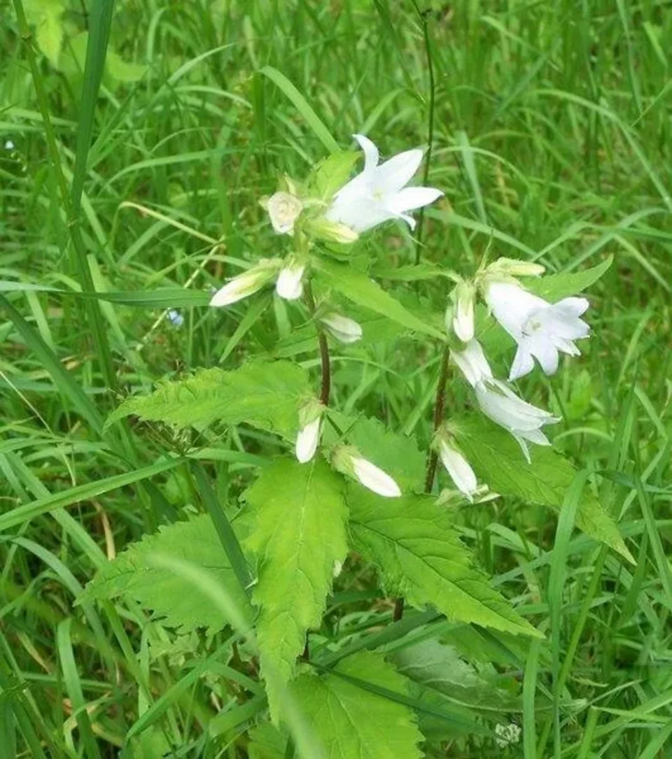 Dzwonek pokrzywolistny (rzadko biały)