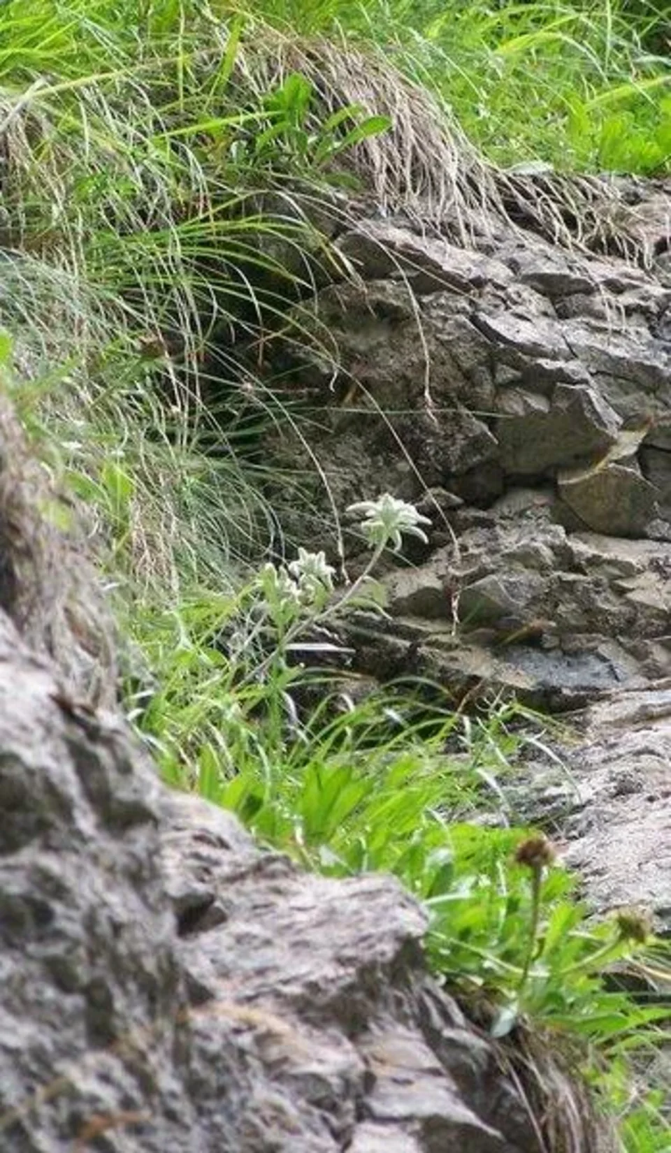 Szarotka alpejska