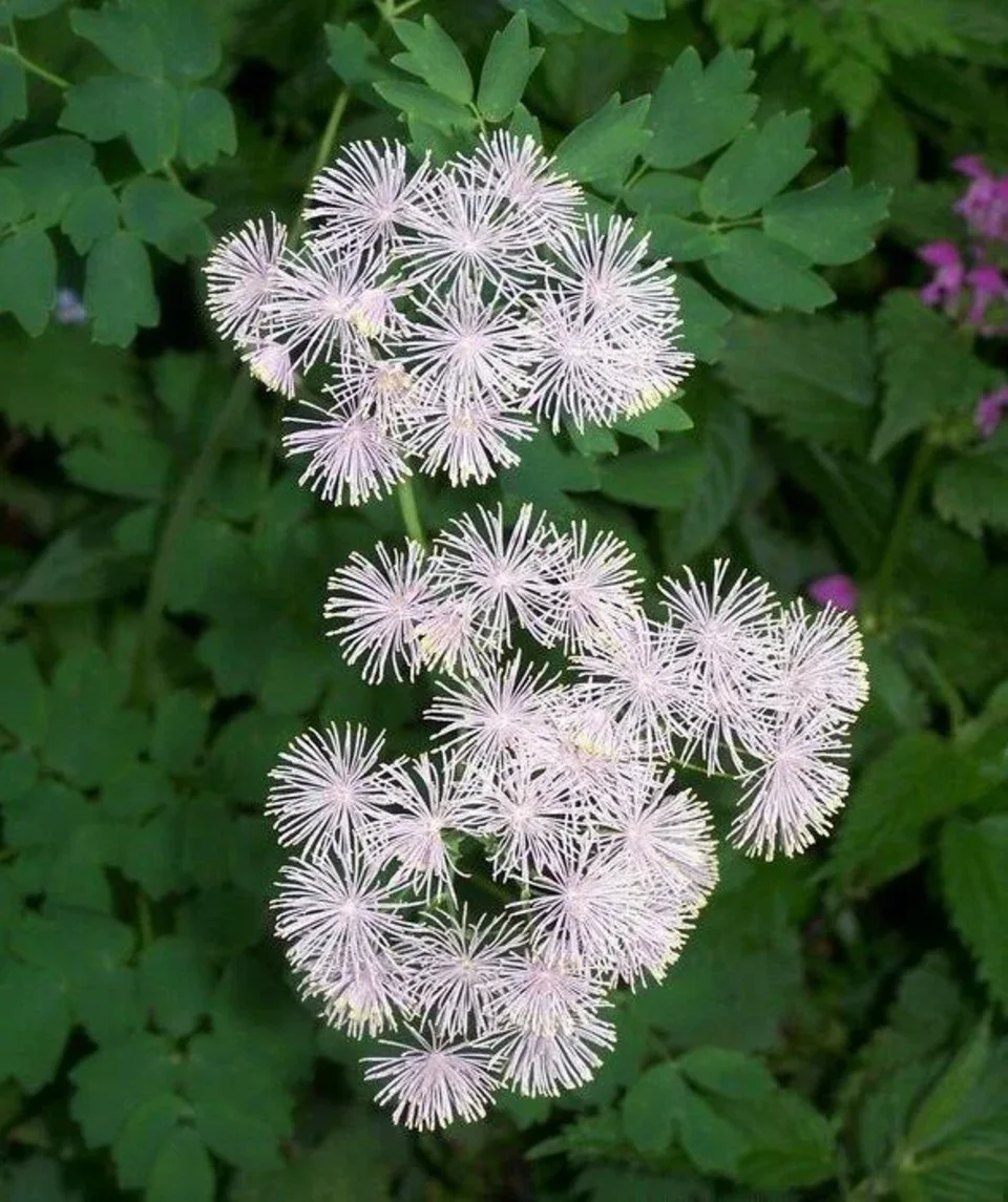 Rutewka orlikolistna