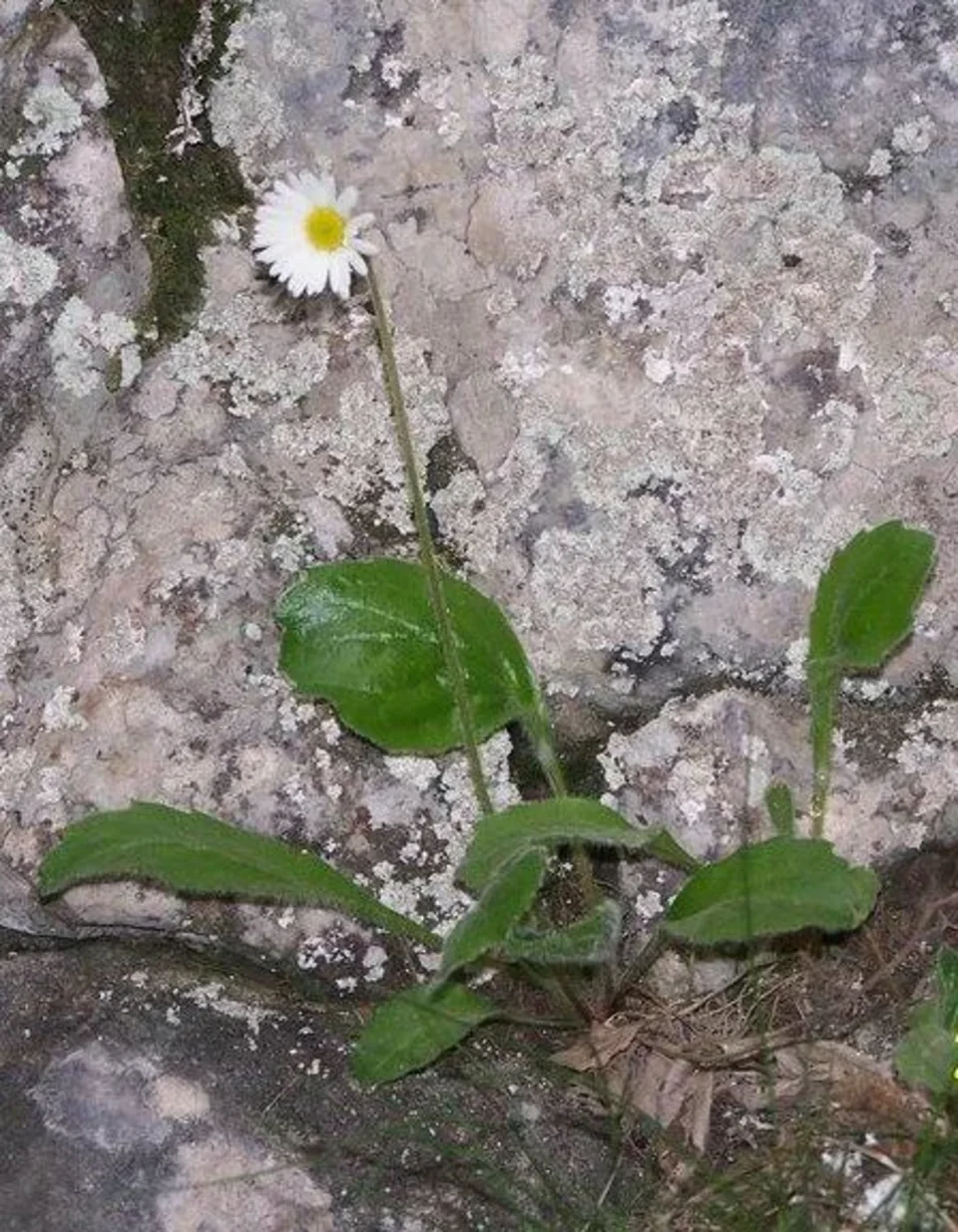 Stokrotnica górska