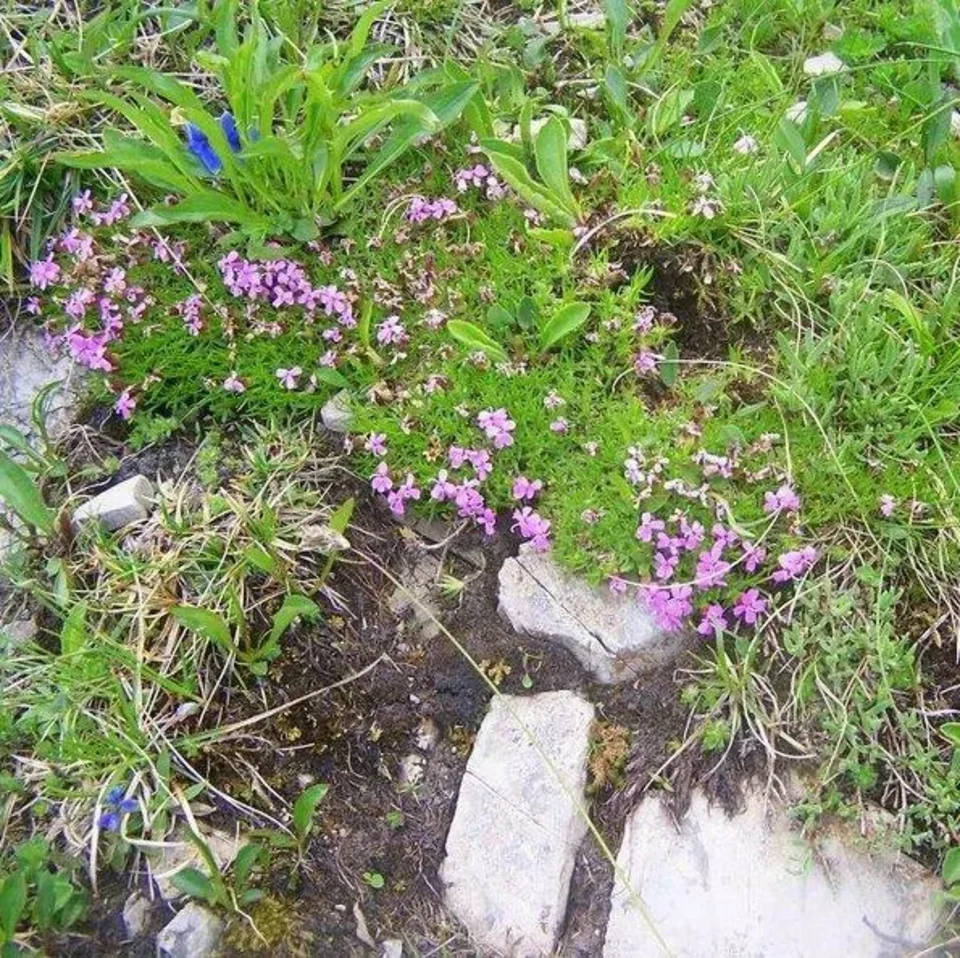 Lepnica bezłodygowa