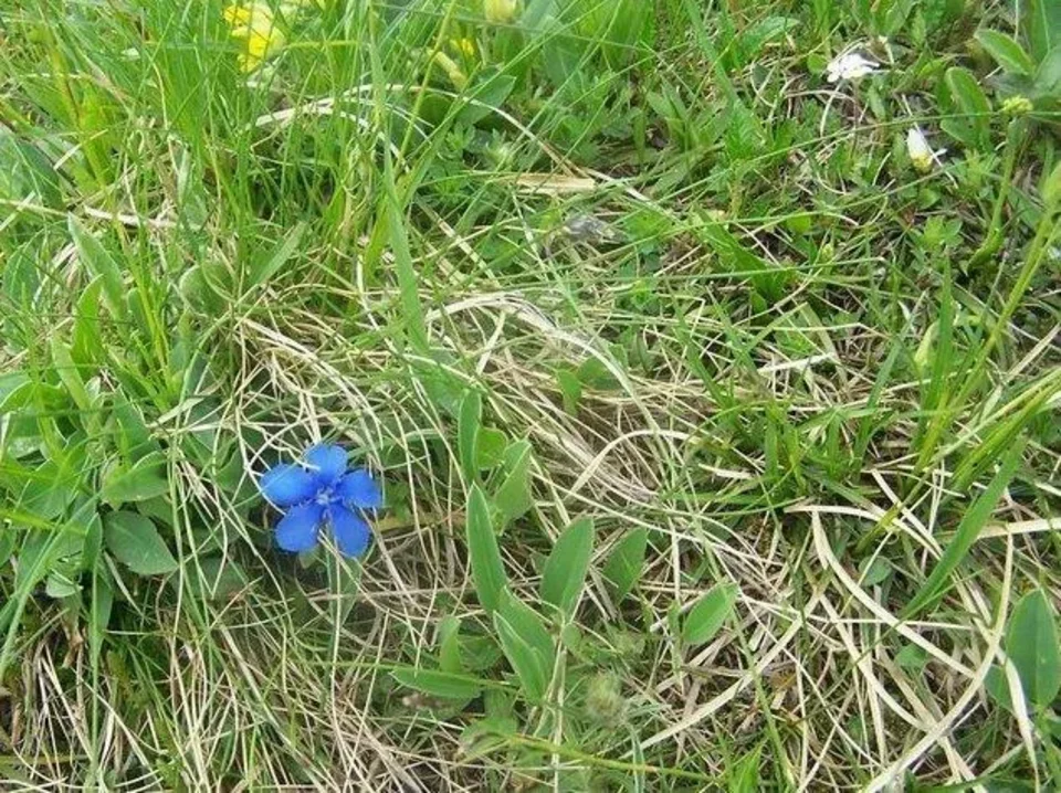 Goryczka wiosenna