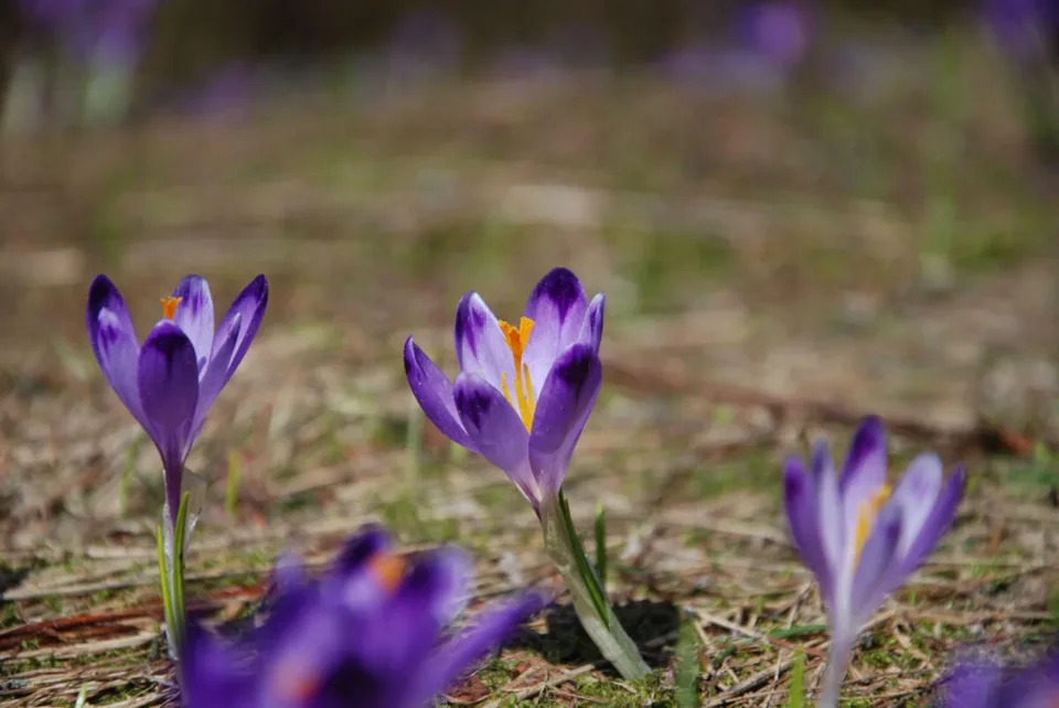 krokus