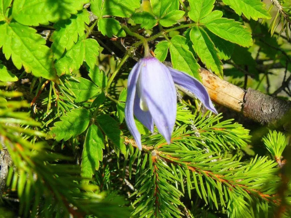 Powojnik alpejski