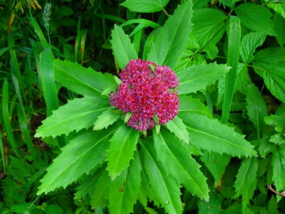 Rozchodnik Karpacki Sedum fabaria