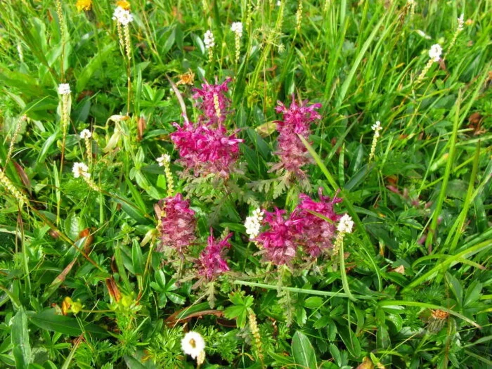Gnidosz Okółkowy Pedicularis verticillata