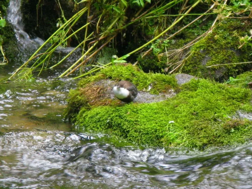 Pluszcz kordusek Cinclus cinclus