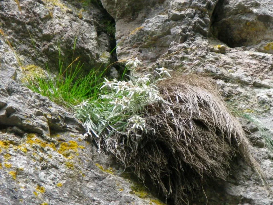 Szarotka Leontopodium alpinum