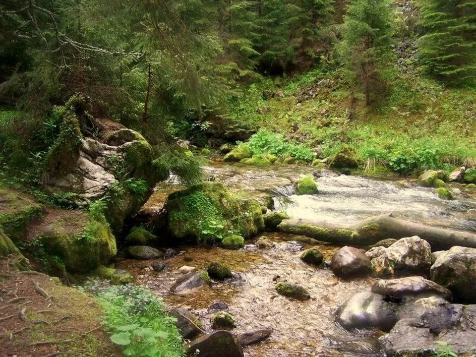 Nad górskim potokiem