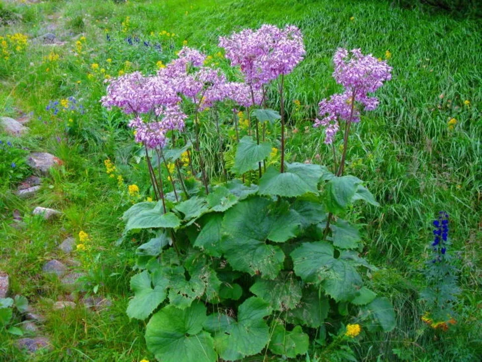 Miłosna Górska Adenostyles alliariae