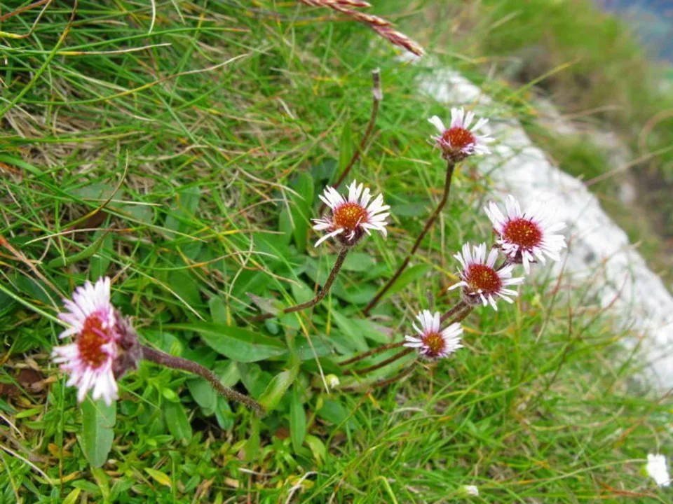 Przymiotno Jednokoszyczkowe Erigeron uniflorus