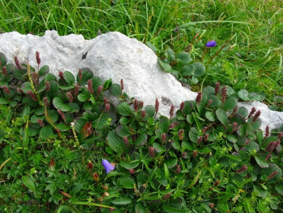 Wierzba Żyłkowana Salix reticulata